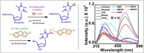 Publication image: Bag,* Subhendu Sekhar; Gogoi, Hiranya and Sinha, Sayantan. Synthesis and studies on the photophysical/biophysical properties of triazolylfluorene-labeled 2′-deoxyuridines. Tet. Lett. 86, 2021 153494